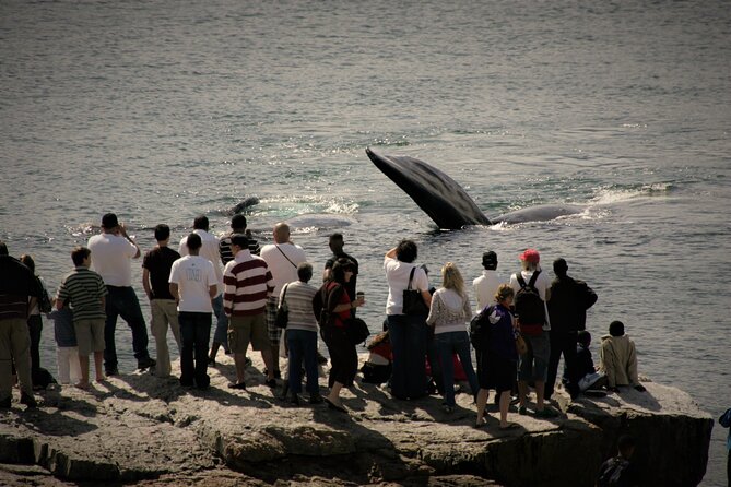 Hermanus Land based Whale Tour with Dave de Beer - The price: what $80.81 buys you