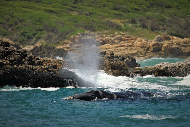 Hermanus Land based Whale Tour with Dave de Beer - Weather, timing, and the cancellation rule