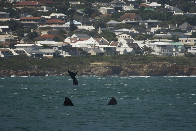 Hermanus Land based Whale Tour with Dave de Beer - How the two and a half hours feel
