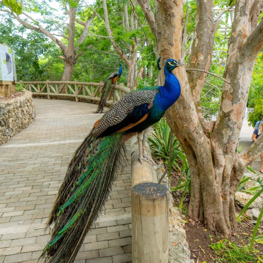 Isla Barú: Beach Club Access and Tour of the National Aviary - Getting from Cartagena to the Barú Peninsula