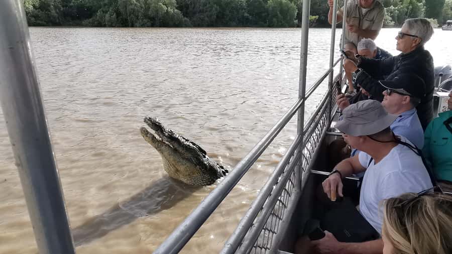 Jumping Croc Cruise, Berry Springs,Fogg Dam & Humpty Doo Pub - Should you book it?