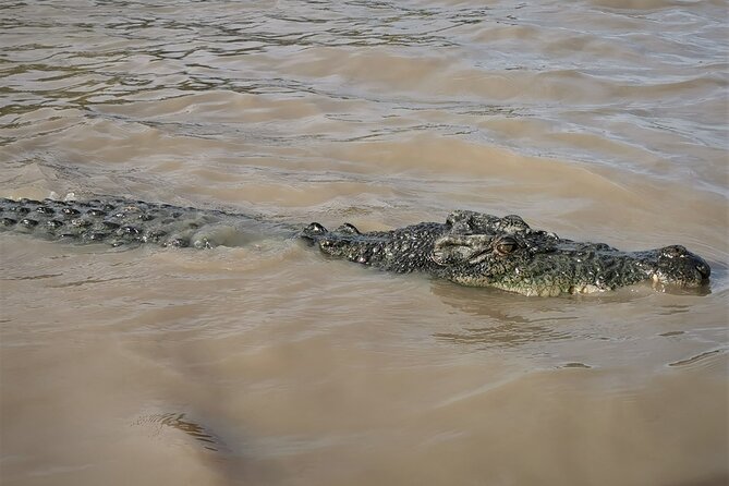 Jumping Croc Cruise, Berry Springs,Fogg Dam & Humpty Doo Pub - Practical advice before you go