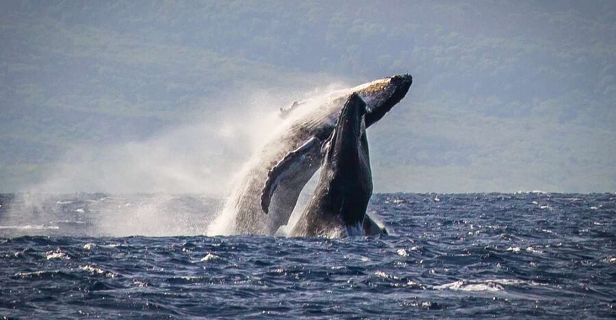 Kaanapali: Whale Watching Cruise with Open Bar - What the whale sightings can look like
