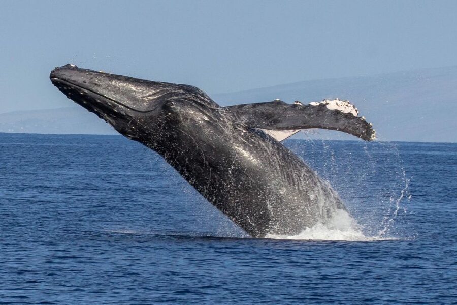 Kaanapali: Whale Watching Cruise with Open Bar - The view back toward Kaanapali