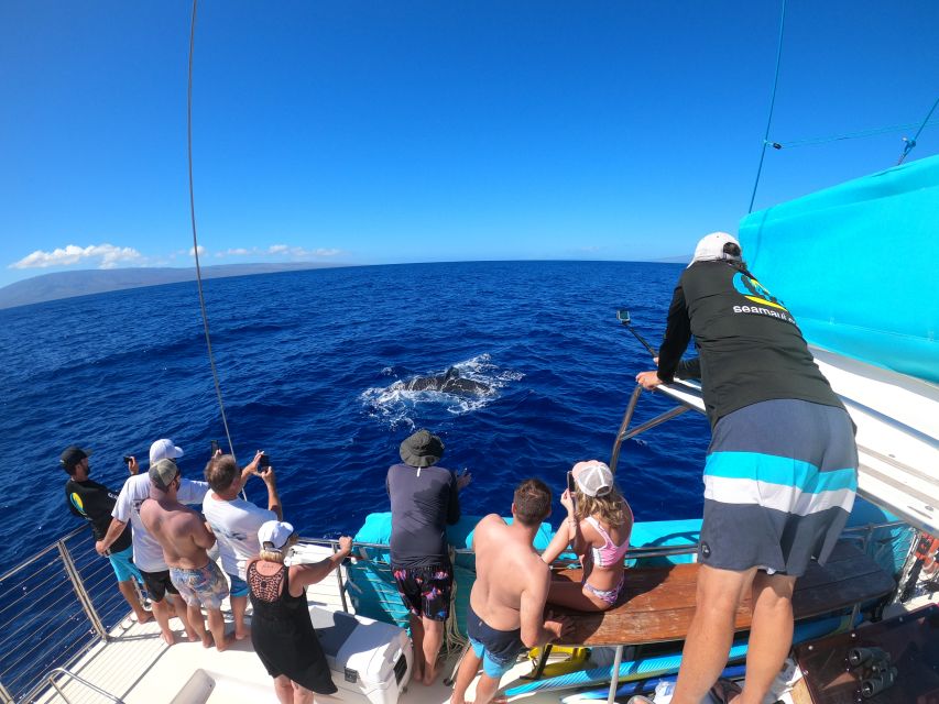 Kaanapali: Whale Watching Cruise with Open Bar - A two-hour search for Pacific humpbacks