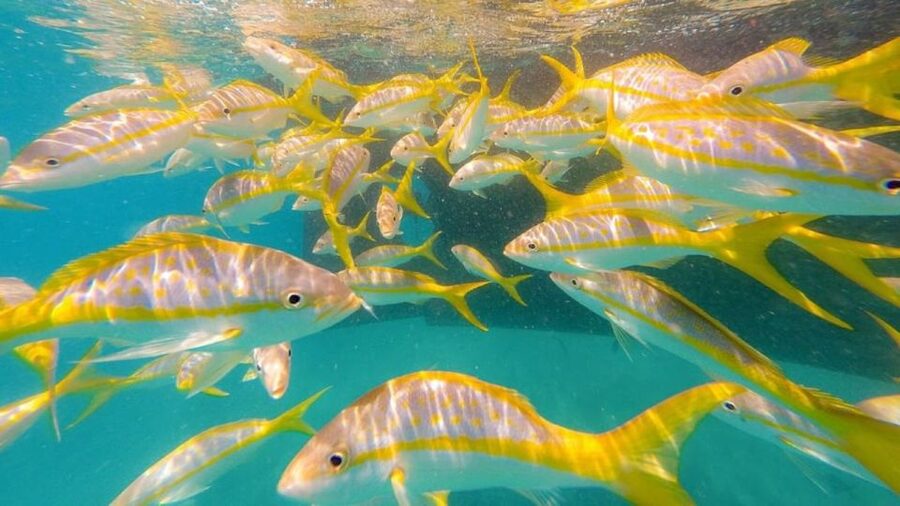 Key West: Afternoon Reef Snorkel Tour with Open Bar - Back aboard for the open bar