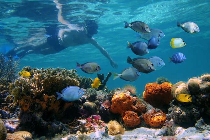 Key West Afternoon Reef Snorkeling with Open Bar - One reef stop, with about an hour in the water