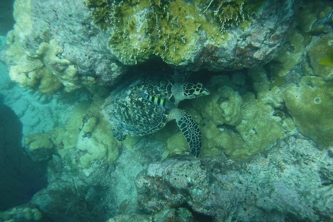 Key West Afternoon Reef Snorkeling with Open Bar - What the $59.95 price really buys
