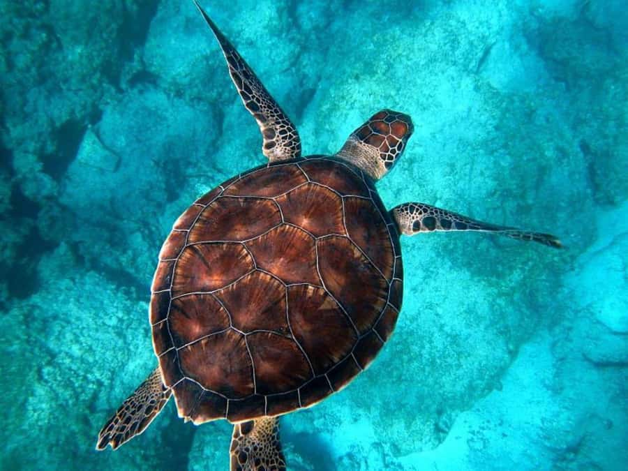 Key West: Catamaran Snorkel with Seafood Boil and Open Bar - Who should book this catamaran outing?