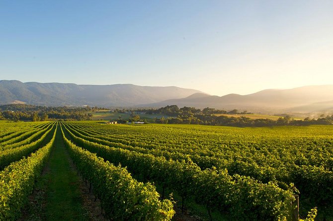 Laid back, Yarra Valley Wine Tour: Wine, Cider, Gin, Beer + Choc - Why this tour works for a relaxed day out