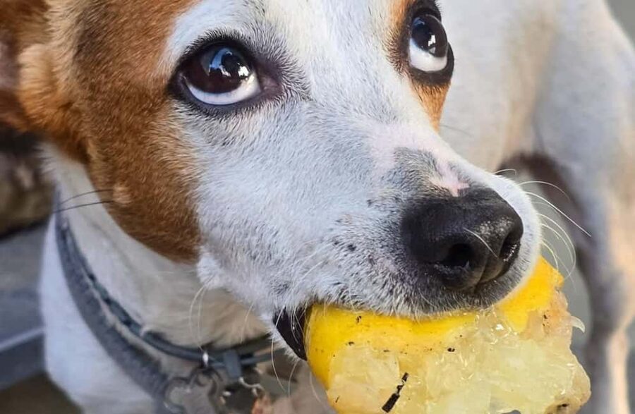 Lemon Grove Walk, Tastings, Aperitivo & Open Bar in Sorrento - What the open bar adds