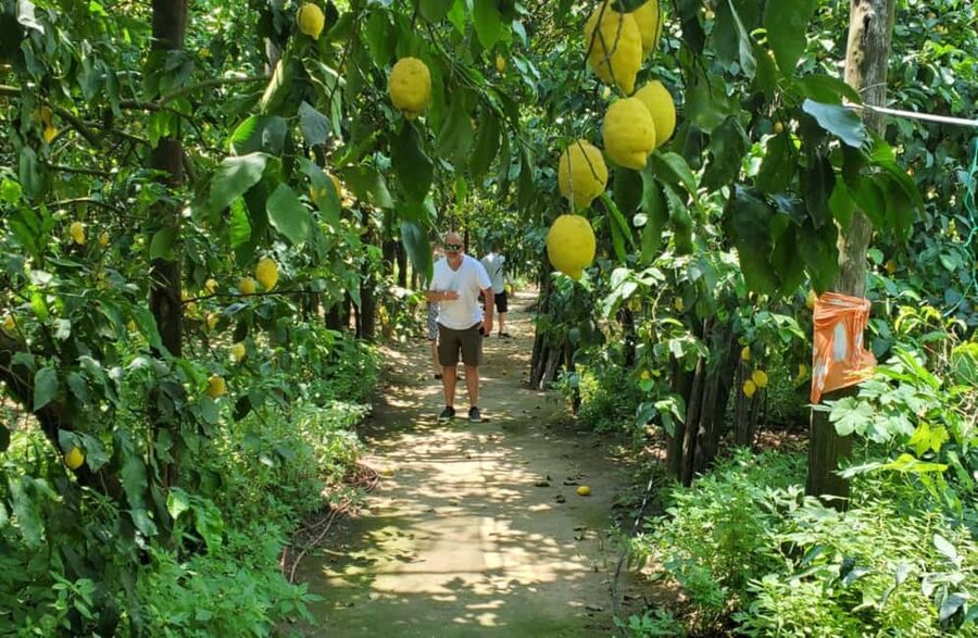 Lemon Grove Walk, Tastings, Aperitivo & Open Bar in Sorrento - Walking through Sorrento lemon and olive groves