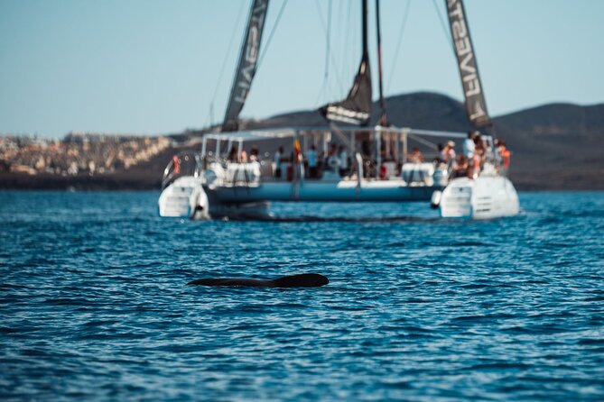 Luxury Catamaran Cruise with Brunch and Unlimited Drinks - Whale and dolphin watching without a guarantee