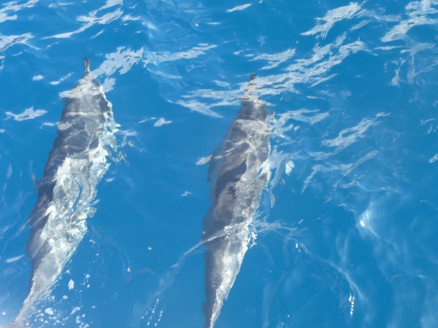 Maui: Kaanapali Beach 4-hour Snorkel w/ BBQ Lunch & Open Bar - Key points to know before booking