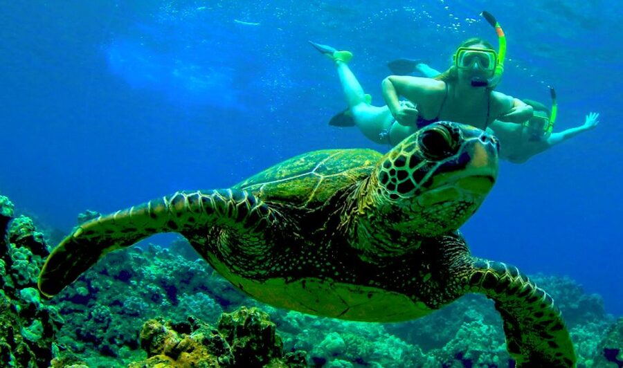 Maui: Kaanapali Beach 5-hr Snorkel w/ BBQ Lunch & Open Bar - Starting from Ka’anapali Beach