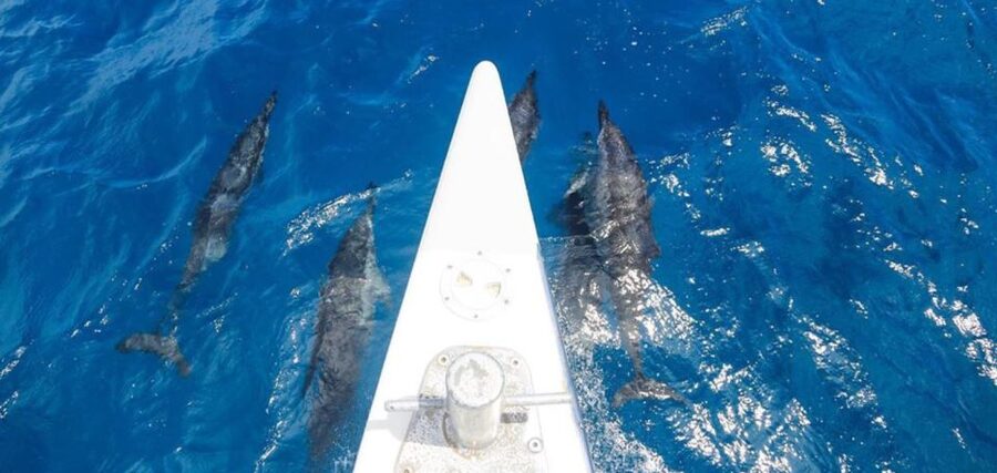 Maui: Kaanapali Beach 5-hr Snorkel w/ BBQ Lunch & Open Bar - An open bar and a trade-wind sail home