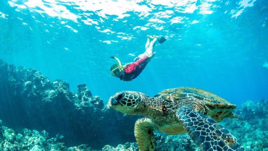 Maui: Kaanapali Beach 5-hr Snorkel w/ BBQ Lunch & Open Bar - Breakfast with Maui Oma coffee