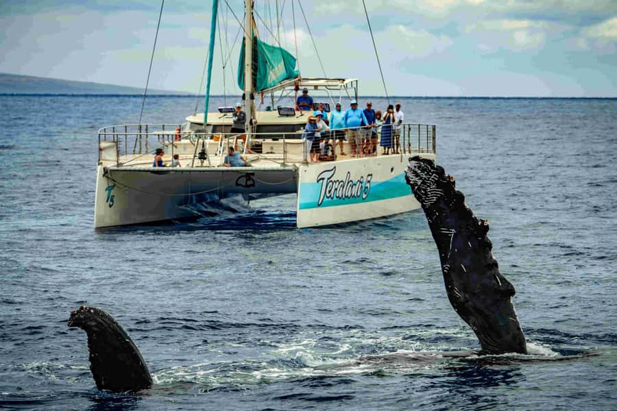 Maui: Kaanapali Whale Watching Boat with Open Bar and Food - The Main Event: Humpbacks in Their Natural Home