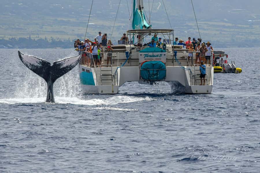 Maui: Kaanapali Whale Watching Boat with Open Bar and Food - Should You Book the Kaanapali Whale Watch?