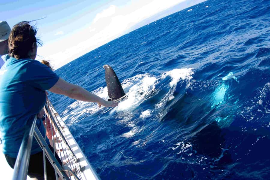 Maui: Kaanapali Whale Watching Boat with Open Bar and Food - A Small Catamaran With Room to Watch