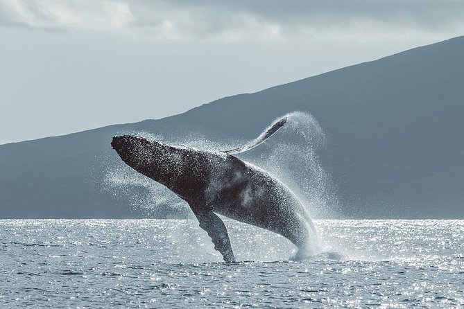 Maui: Original Sunset Cruise with Open Bar from Ka’anapali Beach - Drinks, pupus, and the value of the fare
