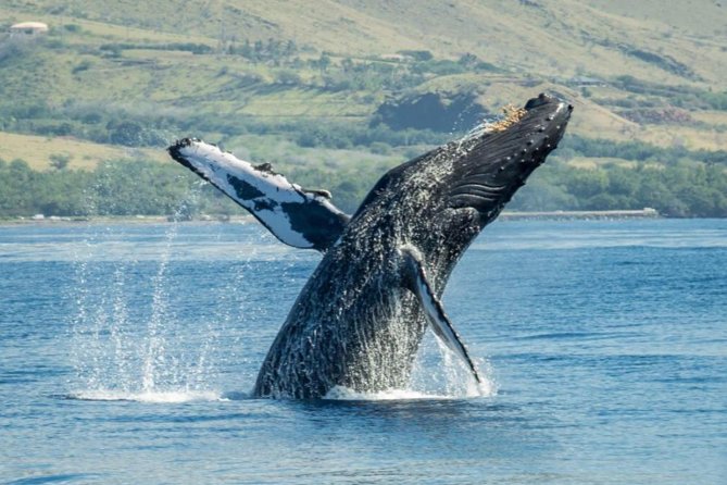 Maui: Original Sunset Cruise with Open Bar from Ka’anapali Beach - Whales may steal the evening