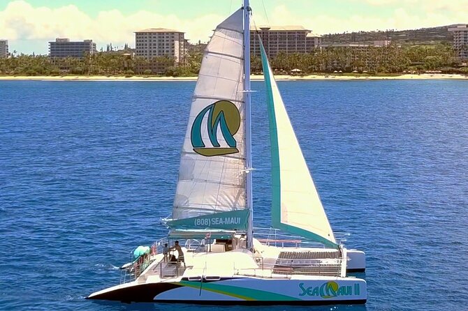 Maui: Whale Watching Cruise with Open Bar from Ka'anapali Beach - What the whale watching is really like