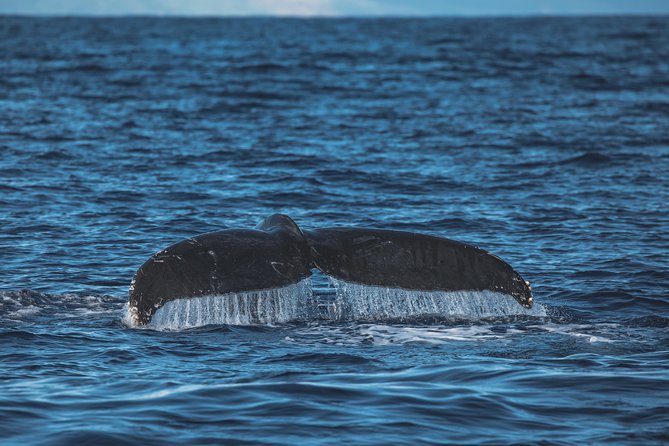 Maui: Whale Watching Cruise with Open Bar from Ka'anapali Beach - Naturalist commentary and the value of the guide