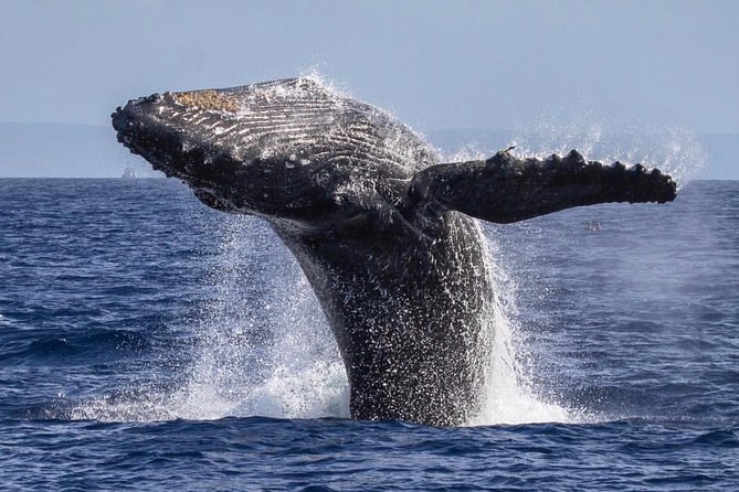 Maui: Whale Watching Cruise with Open Bar from Ka'anapali Beach - Is $115.85 a fair price?