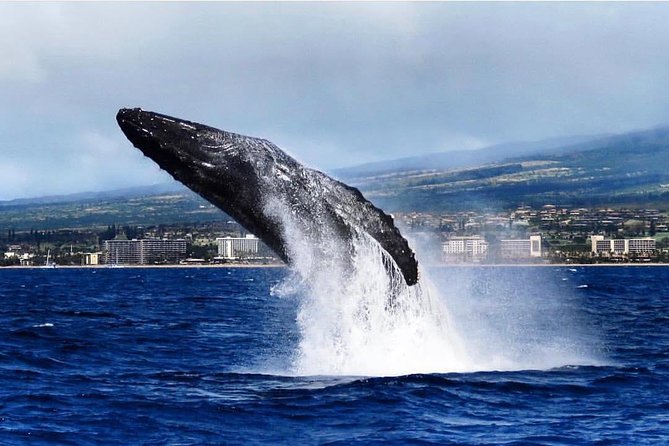 Maui: Whale Watching Cruise with Open Bar from Ka'anapali Beach - The first minutes on the water