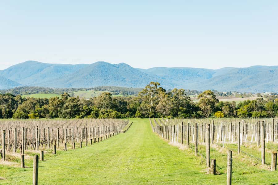 Melbourne: Yarra Valley Wine, Cider, Gin, Beer, & Choc Tour - What $92 gets you