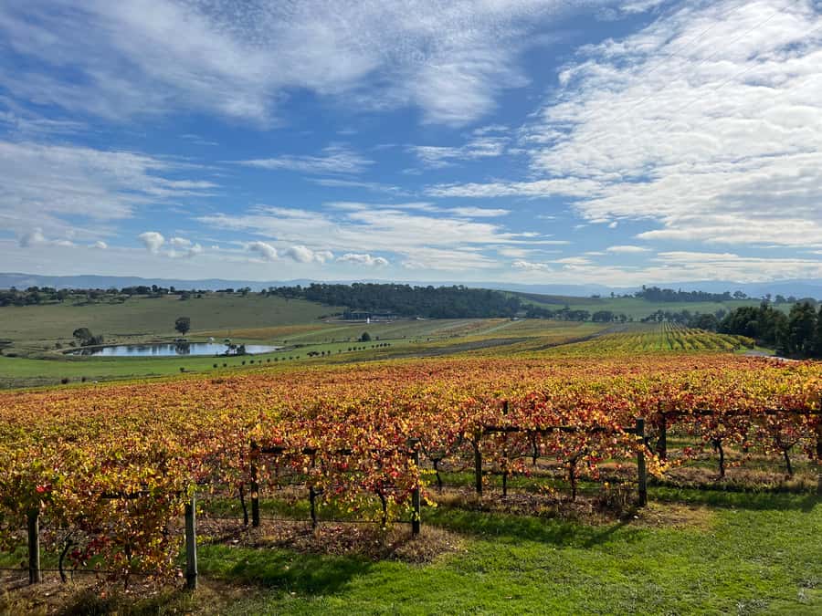 Melbourne: Yarra Valley Wine Tour + Lunch & Gin/Beer Option - Soumah turns lunch into a main event