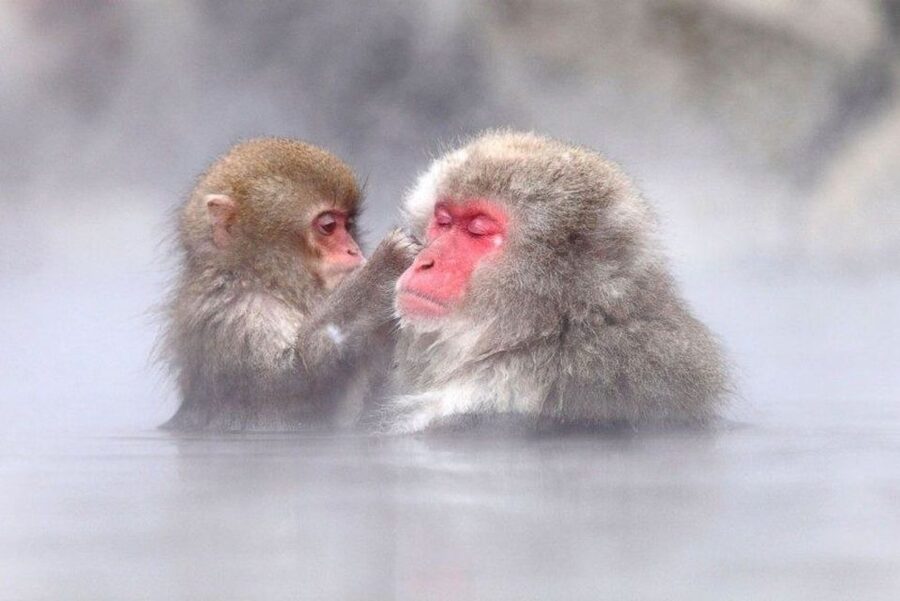 Nagano: Snow Monkeys, Zenkoji Temple & Sake Day Trip - Why this Nagano day trip works so well