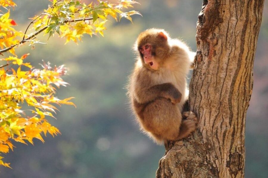 Nagano: Snow Monkeys, Zenkoji Temple & Sake Day Trip - Sake tasting turns a short stop into a local lesson