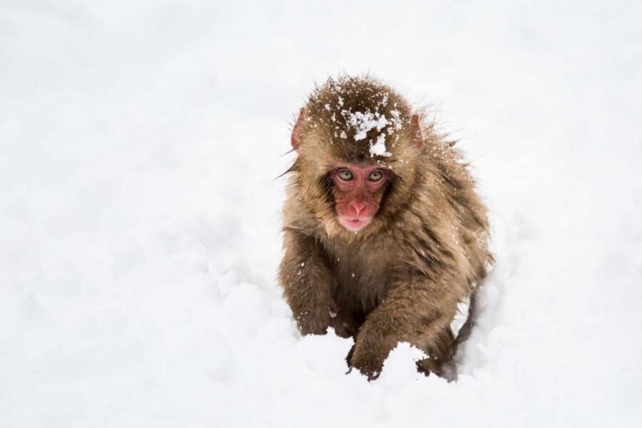 Nagano: Snow Monkeys, Zenkoji Temple & Sake Day Trip - The forest path to Jigokudani is part of the experience
