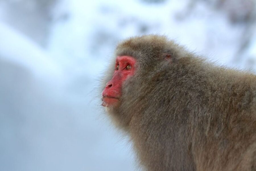 Nagano: Snow Monkeys, Zenkoji Temple & Sake Day Trip - Is $135 a fair price?