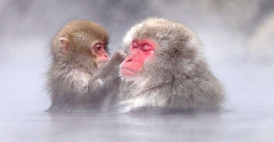 Nagano: Snow Monkeys, Zenkoji Temple & Sake Day Trip - Reaching Jigokudani Snow Monkey Park