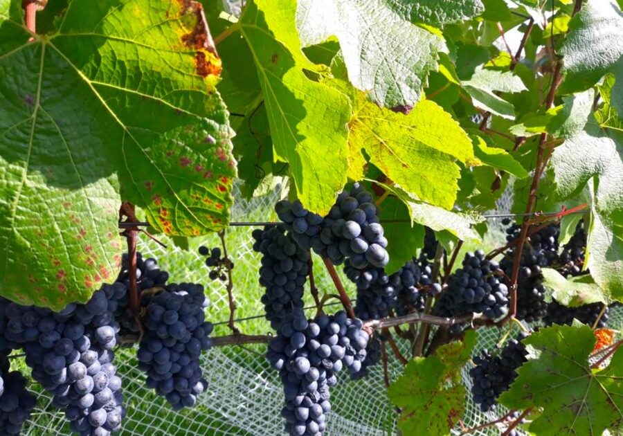 Paihia or Kerikeri: Wine, Spirit, & Craft Beer Tour - Who should book this experience?