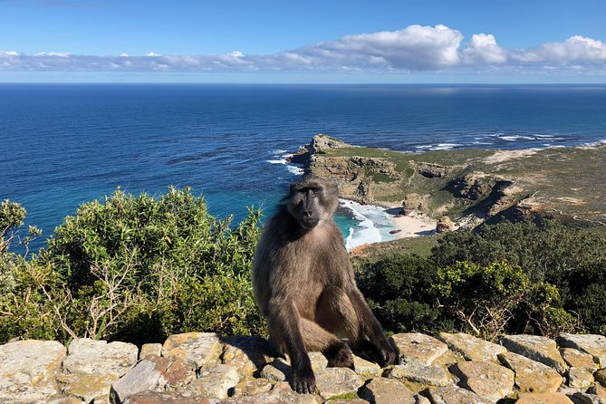 Private Day Tour to Cape Point , Penguins, Wine or Beer Tasting - Cape Point, tea, and the Cape of Good Hope