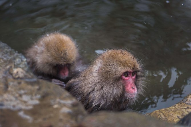 Private Nagano 1-Day Tour:Snow Monkeys,Zenko-ji,Obuse,Sake,Onsen - Key points to know before booking