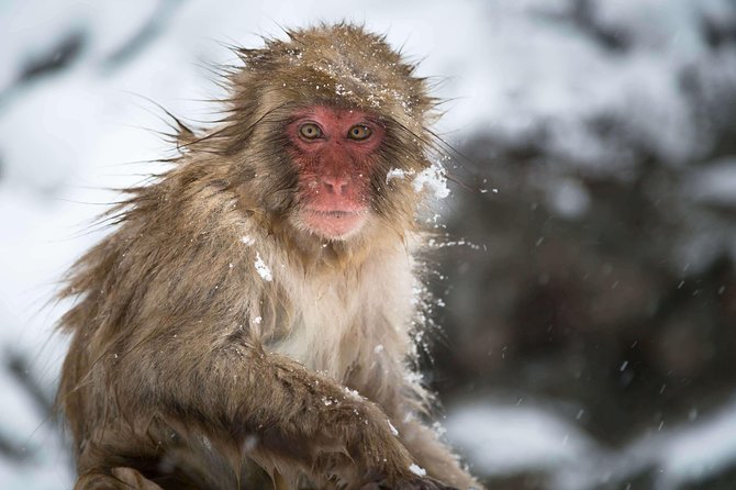 Private Nagano 1-Day Tour:Snow Monkeys,Zenko-ji,Obuse,Sake,Onsen - Sake tasting, hot springs, and the Hokusai Museum