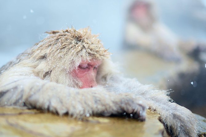 Private Nagano 1-Day Tour:Snow Monkeys,Zenko-ji,Obuse,Sake,Onsen - Price, transport, and what you still pay