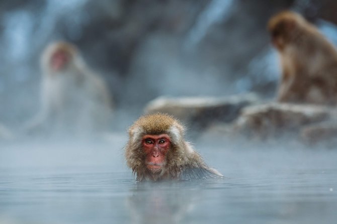 Private Nagano 1-Day Tour:Snow Monkeys,Zenko-ji,Obuse,Sake,Onsen - Who should book this Nagano tour?