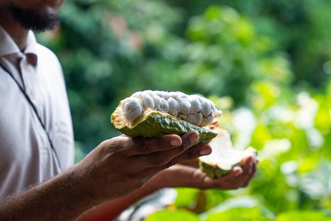 Project Chocolat Tree to Bar Tour at Hotel Chocolat Saint Lucia - Five things to know before you book