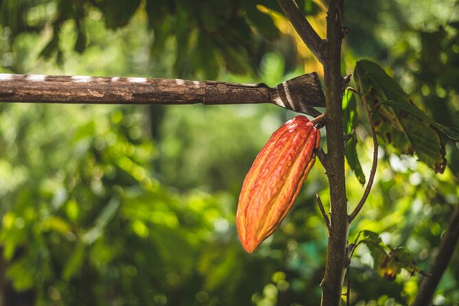 Project Chocolat Tree to Bar Tour at Hotel Chocolat Saint Lucia - Lunch with cacao on the menu