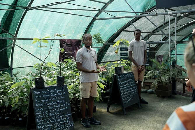 Project Chocolat Tree to Bar Tour at Hotel Chocolat Saint Lucia - What the $124 price really covers
