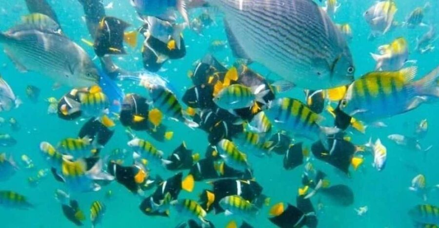 Puerto Vallarta: Beach, Breakfast, Lunch & Open Bar - Practical tips for a smoother day
