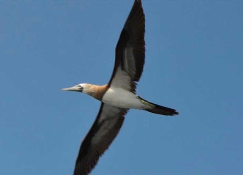 Puerto Vallarta: Marietas Island, Breakfast, Lunch, Open Bar - Breakfast, lunch, and the open bar