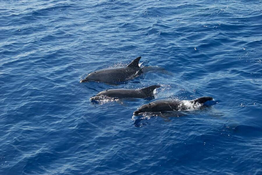 Pula: Brijuni National Park Sunset Cruise with Open Bar - Key details that make this cruise worth considering