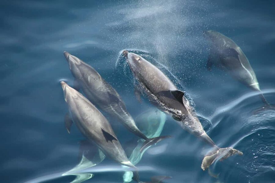 Pula: Brijuni National Park Sunset Cruise with Open Bar - Dolphin watching at golden hour